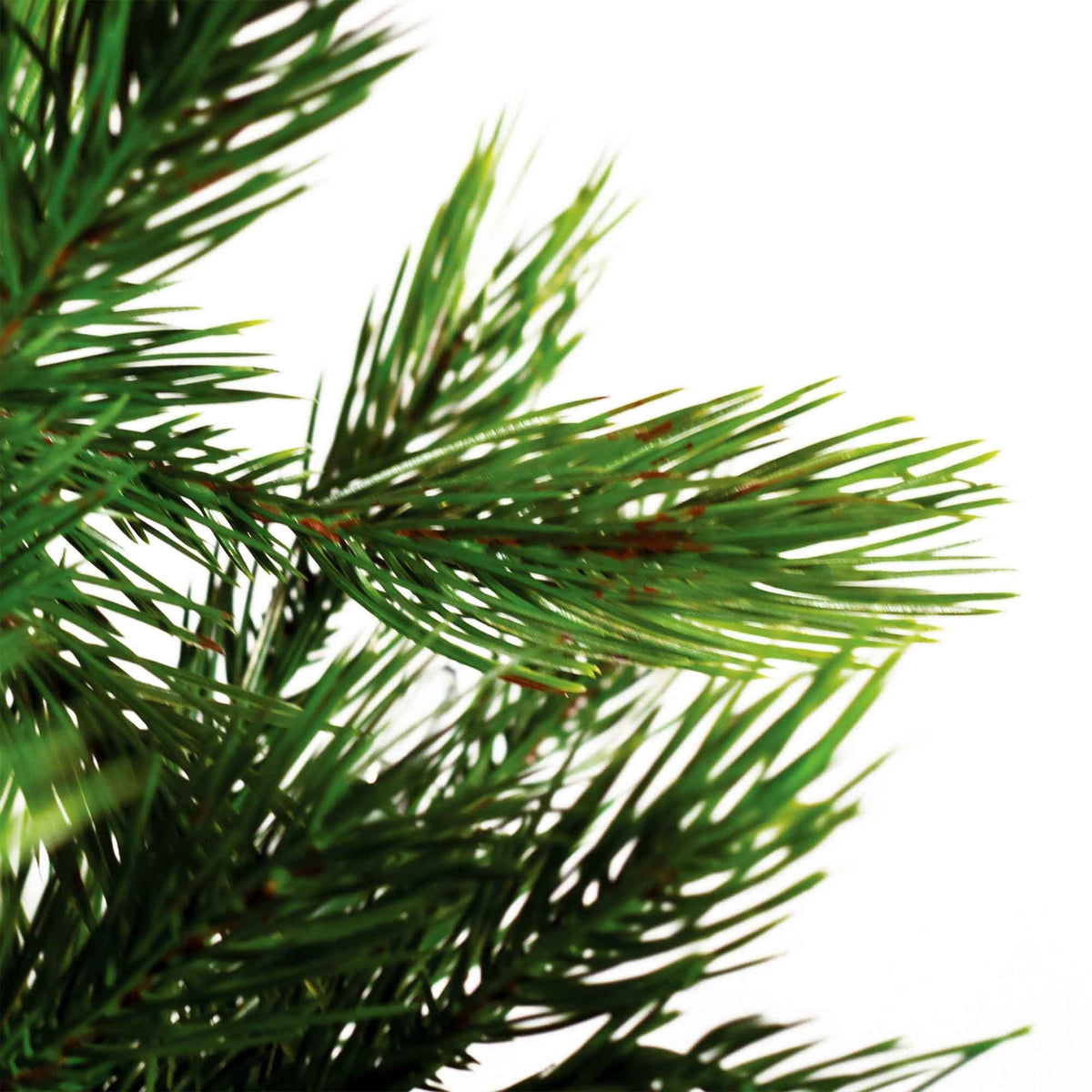 Calgary Pine Tree Collection