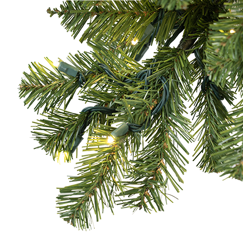 A close up of a lit Mountain Pine tree that has soft, green, bristly needles and long branches that extend outward, giving it a natural, full appearance. The tips of some branches are slightly bent upwards. The tree is decorated with several strings of small, warm white lights. 